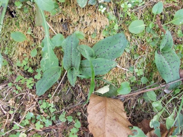 rosette di Neotinea maculata